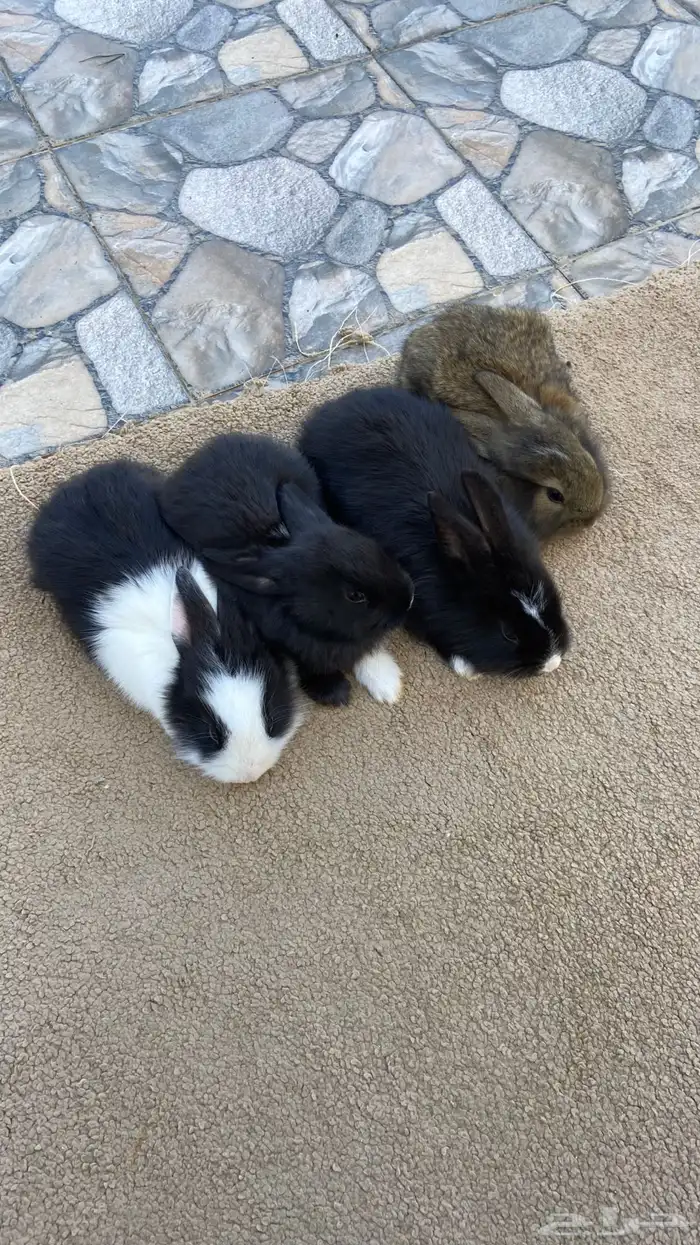 ارانب بابيون وايطالي (تم البيع) 8