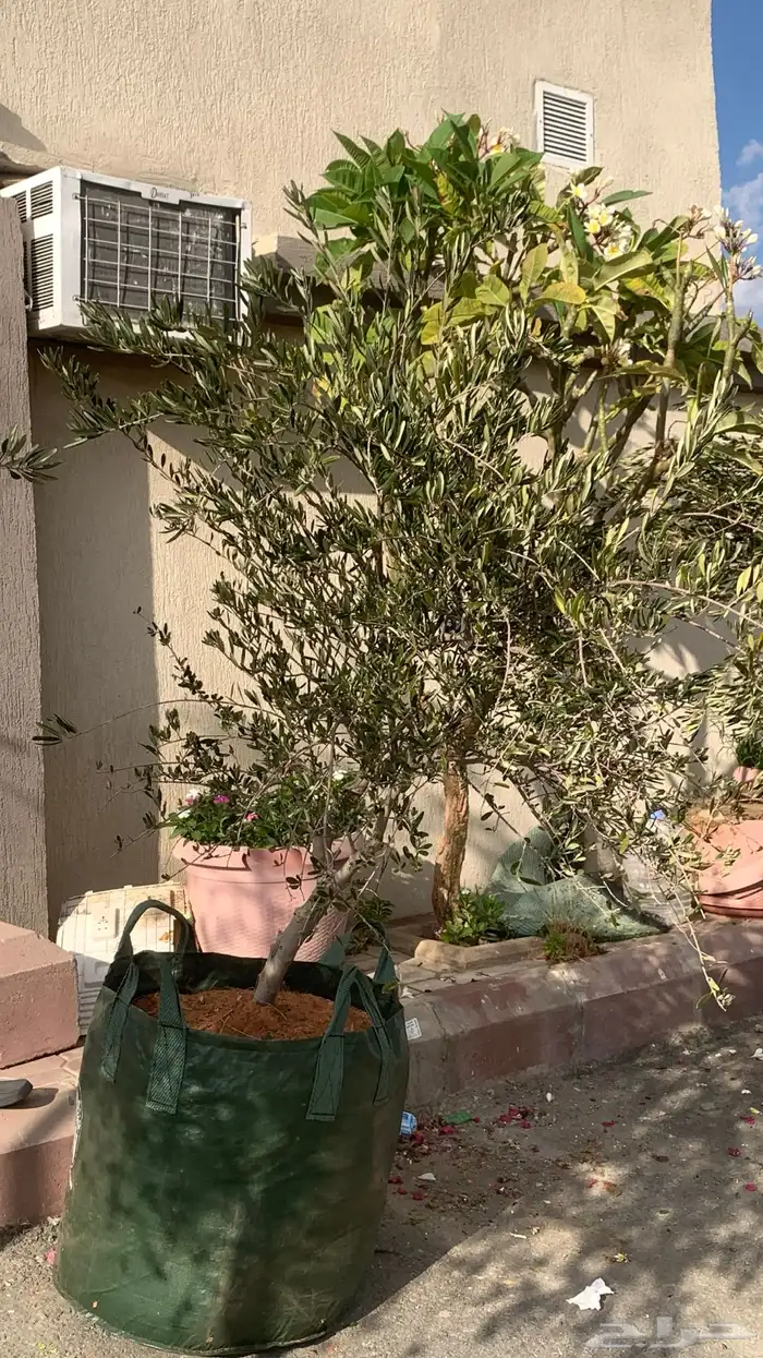 اشجار زيتون كبيره بمراكن اكياس كبيره 2