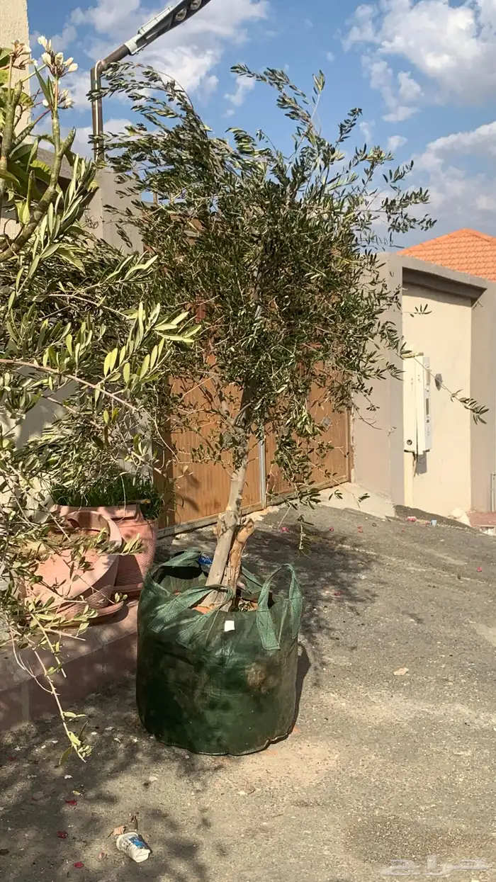 اشجار زيتون كبيره بمراكن اكياس كبيره 5