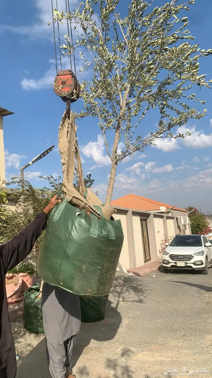 اشجار زيتون كبيره بمراكن اكياس كبيره 3