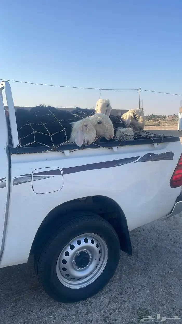 توصيل مشاوير داخل القصيم وخارجها وانيت حوض 0