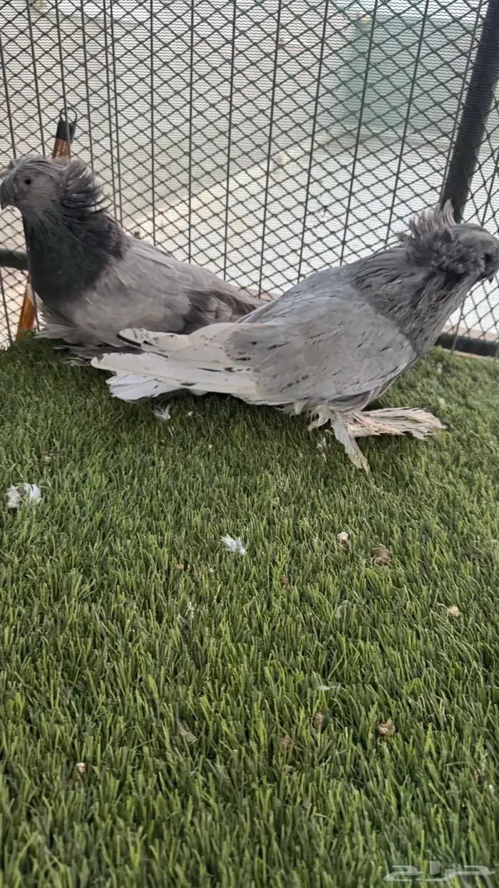 جو ز بخاره 9