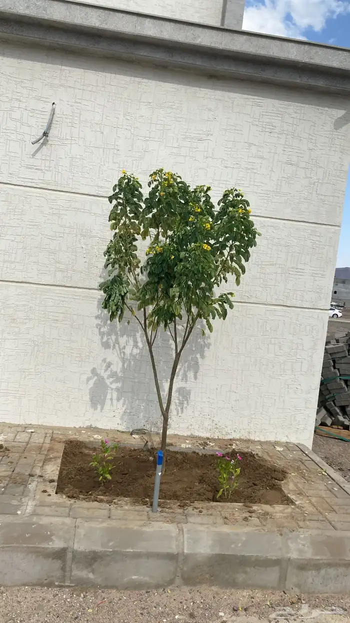 تنسيق الحدائق قص نجيله وتنسيق صناعي باقل من السوق 2