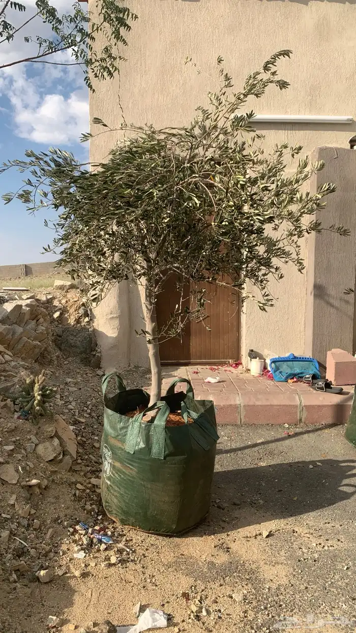 اشجار زيتون كبيره بمراكن اكياس كبيره 1