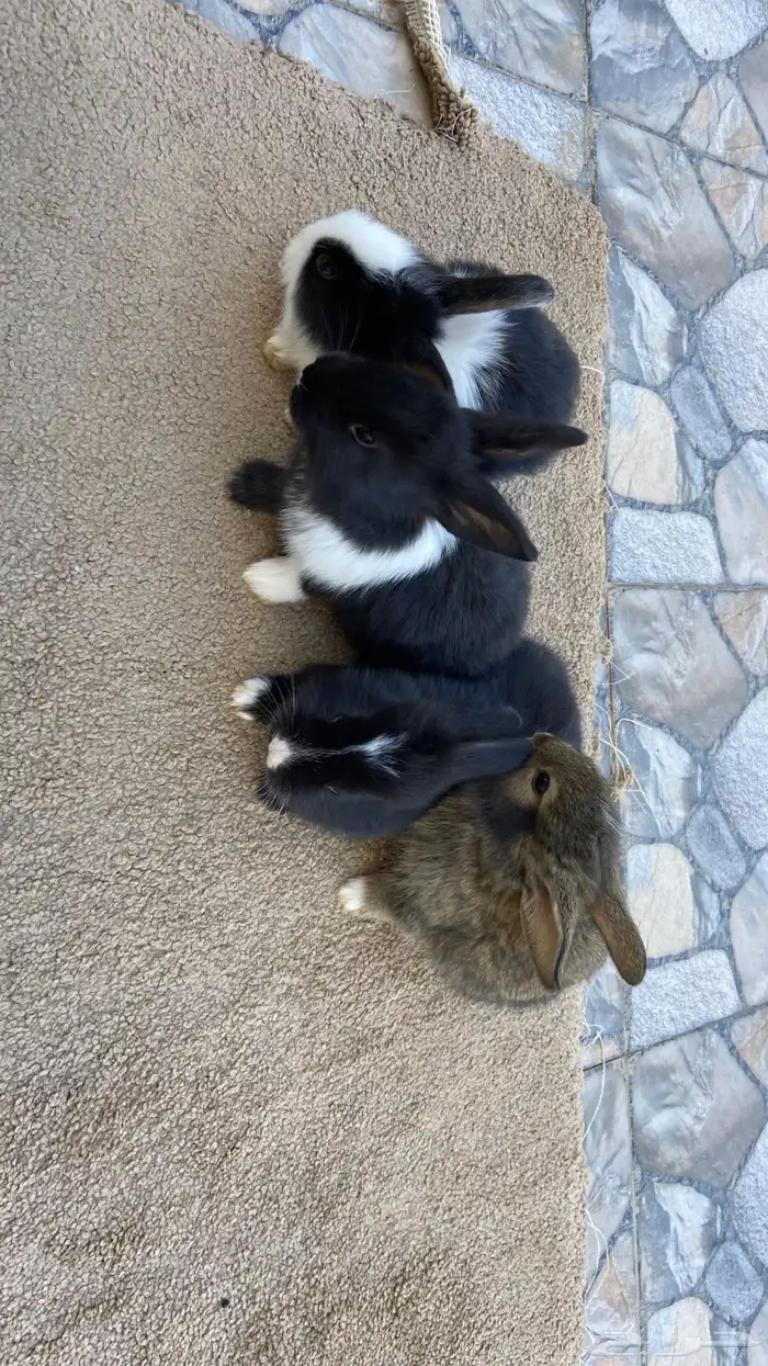 ارانب بابيون وايطالي (تم البيع) 5