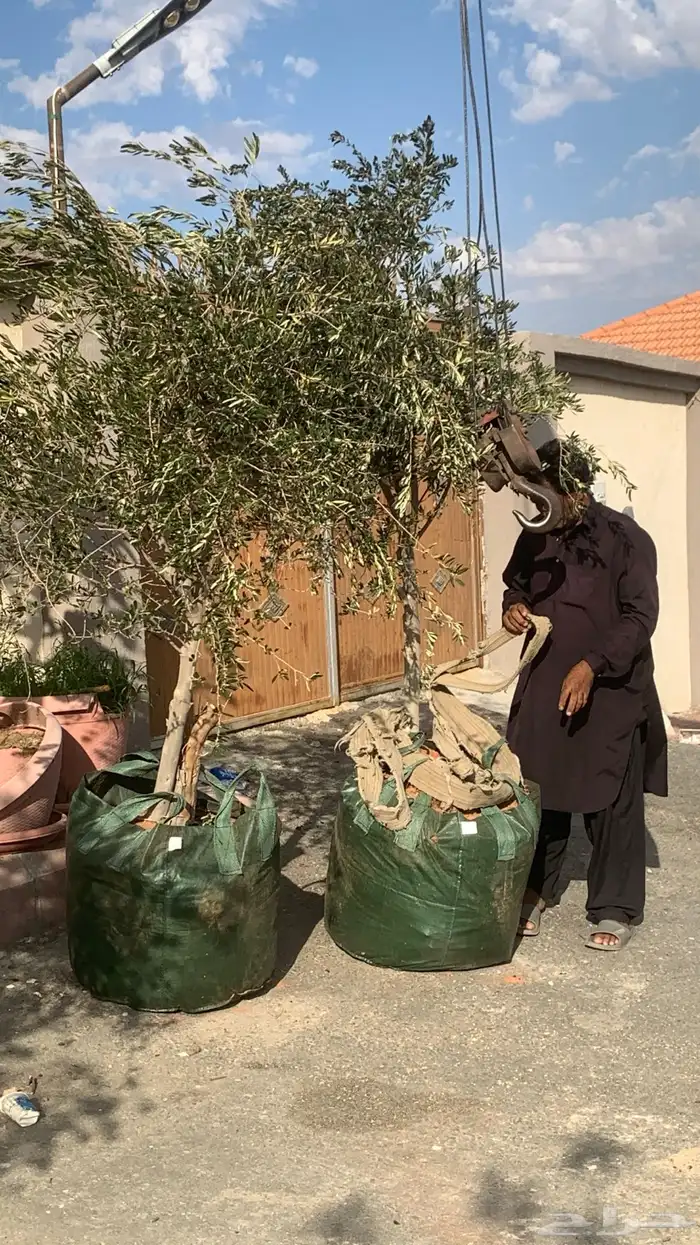اشجار زيتون كبيره بمراكن اكياس كبيره 4