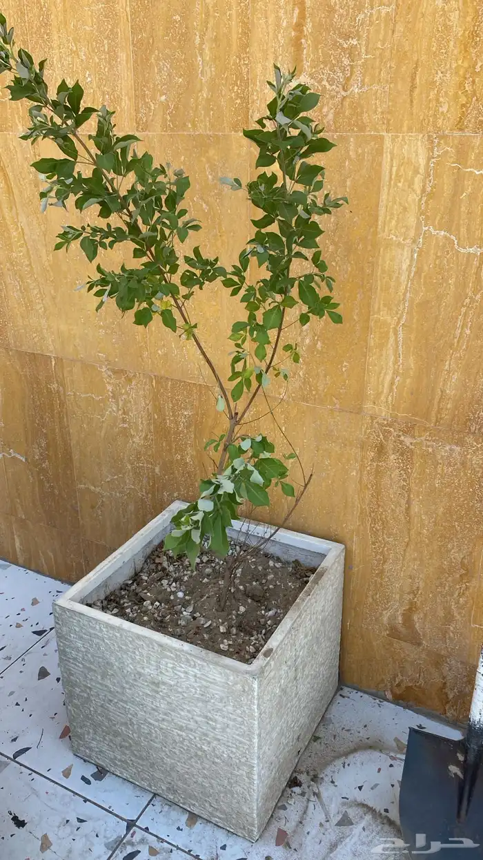 تنسيق الحدائق قص نجيله وتنسيق صناعي باقل من السوق 3