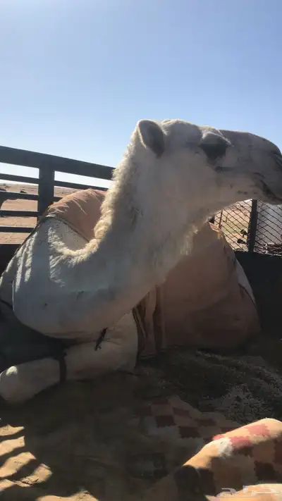 دينا لنقل الابل 0