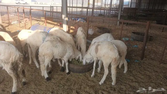 ذبيحتك لباب بيتك 13