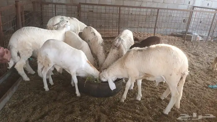 ذبيحتك لباب بيتك 1