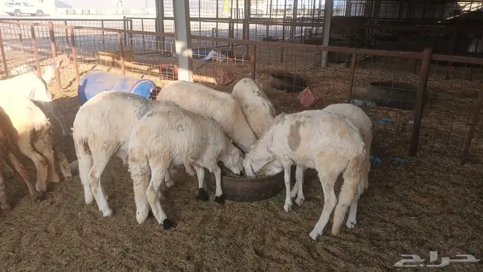 ذبيحتك لباب بيتك 9