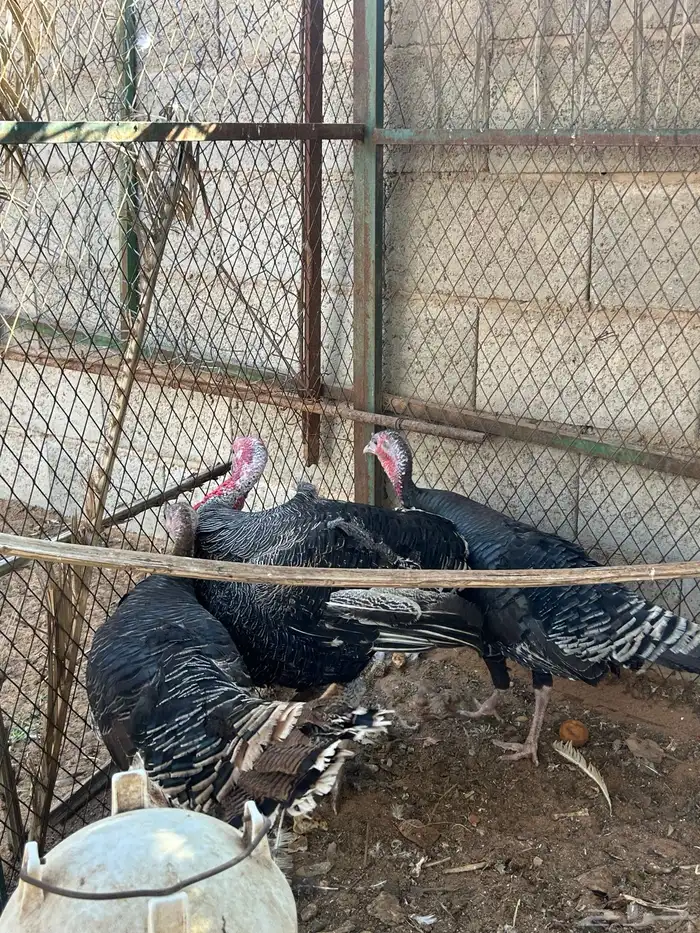 طقم دجاج رومي 6