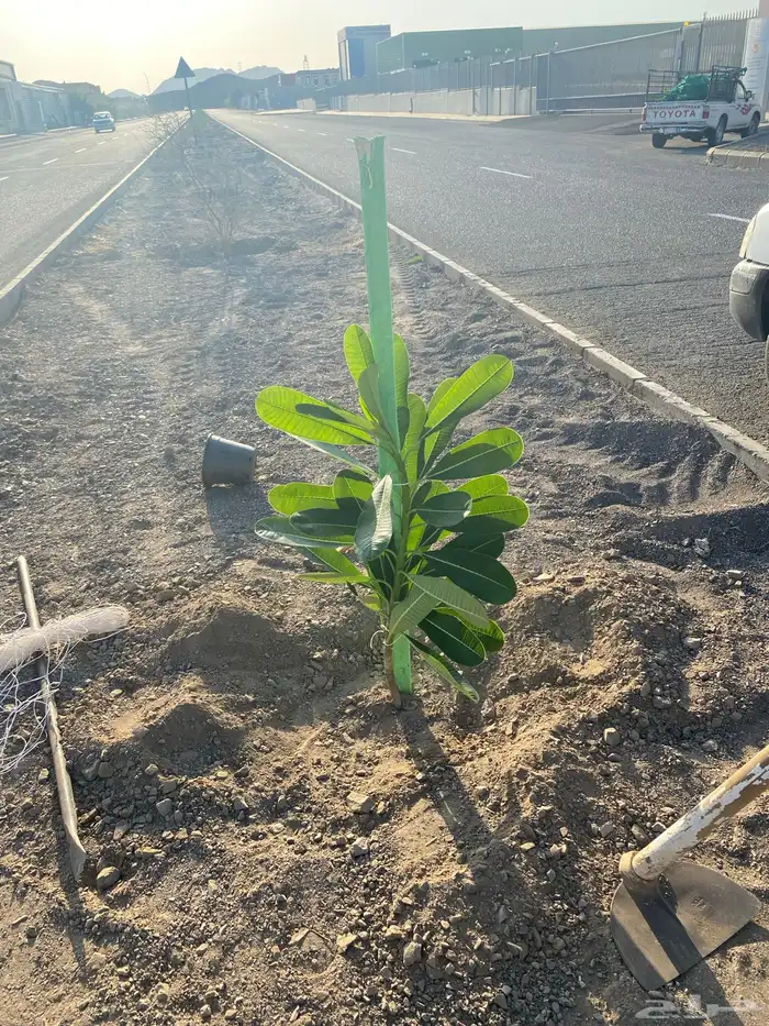 تنسيق الحدائق قص نجيله وتنسيق صناعي باقل من السوق 19