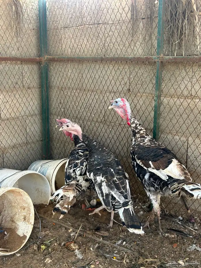 طقم دجاج رومي 4