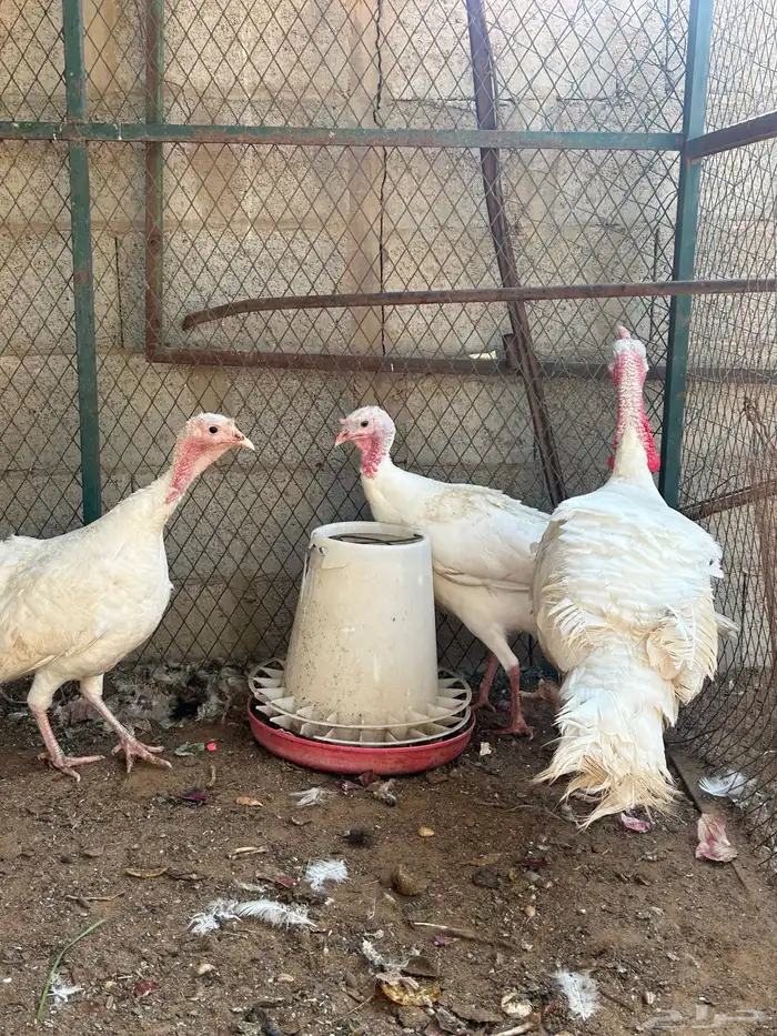 طقم دجاج رومي 1