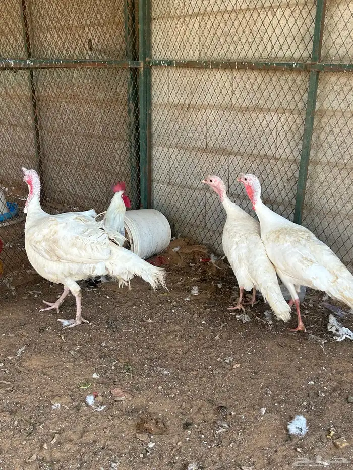طقم دجاج رومي 2