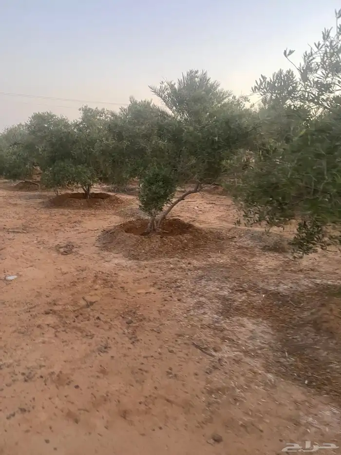 اشجار زيتون 8