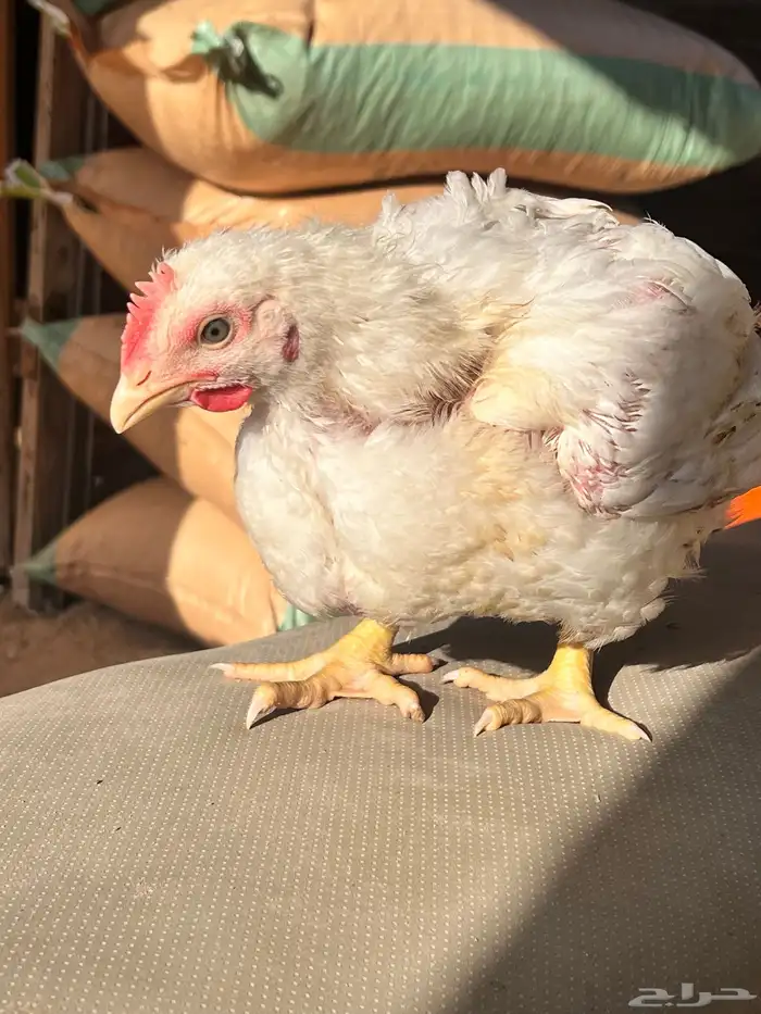 دجاج لاحم حجم وسعر جيد. 1