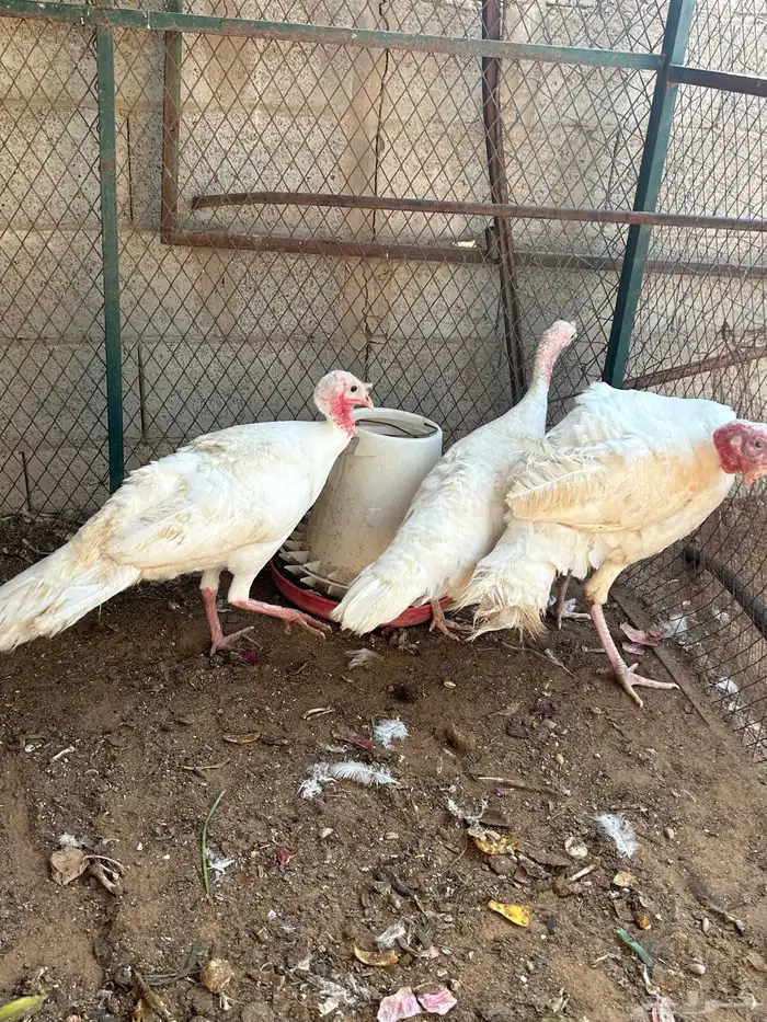 طقم دجاج رومي 0