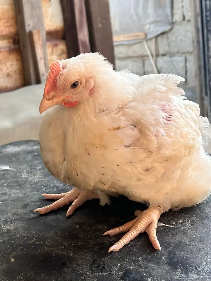 دجاج لاحم حجم وسعر جيد. 4