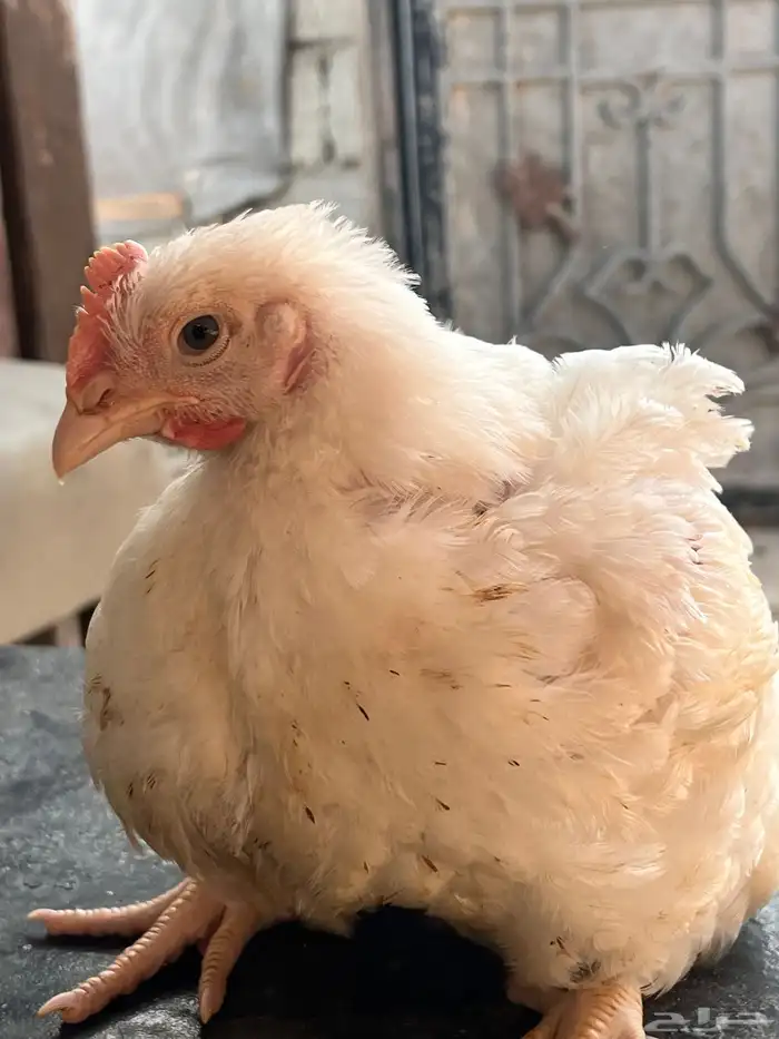 دجاج لاحم حجم وسعر جيد. 3