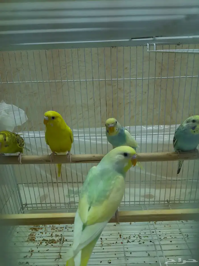 بادجي للبيع انتاج 5