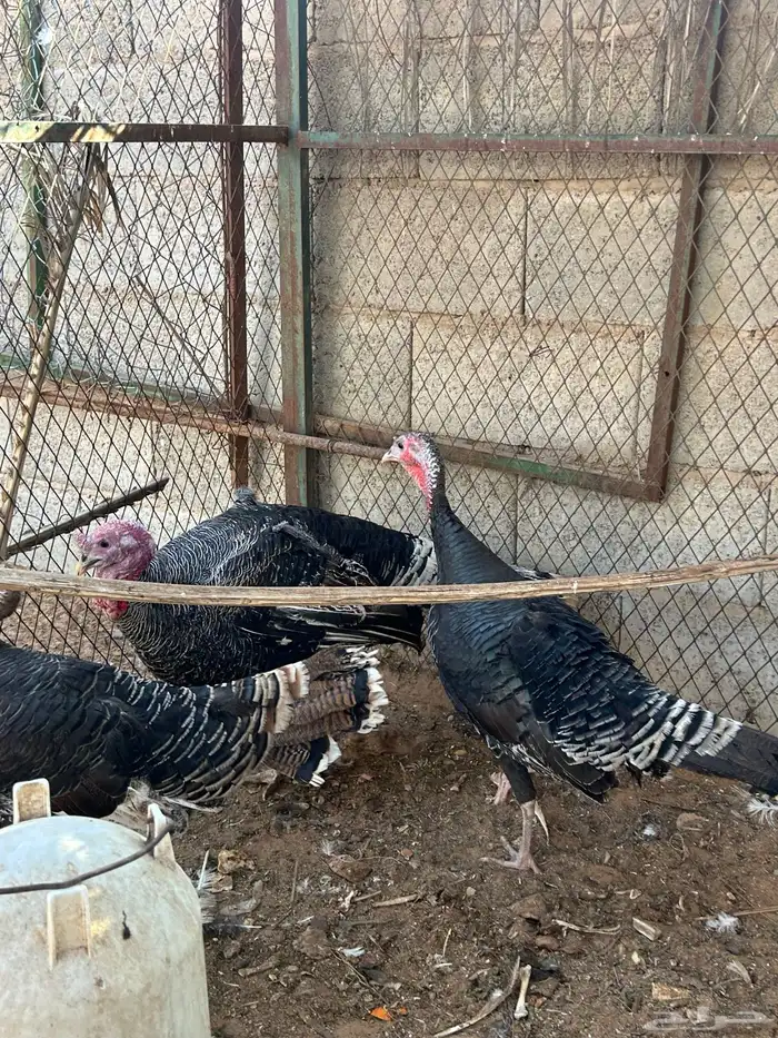 طقم دجاج رومي 7