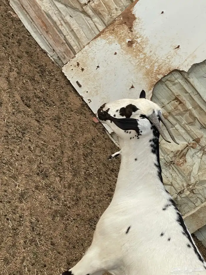جفره بيشيه فاخره تم البيع 9