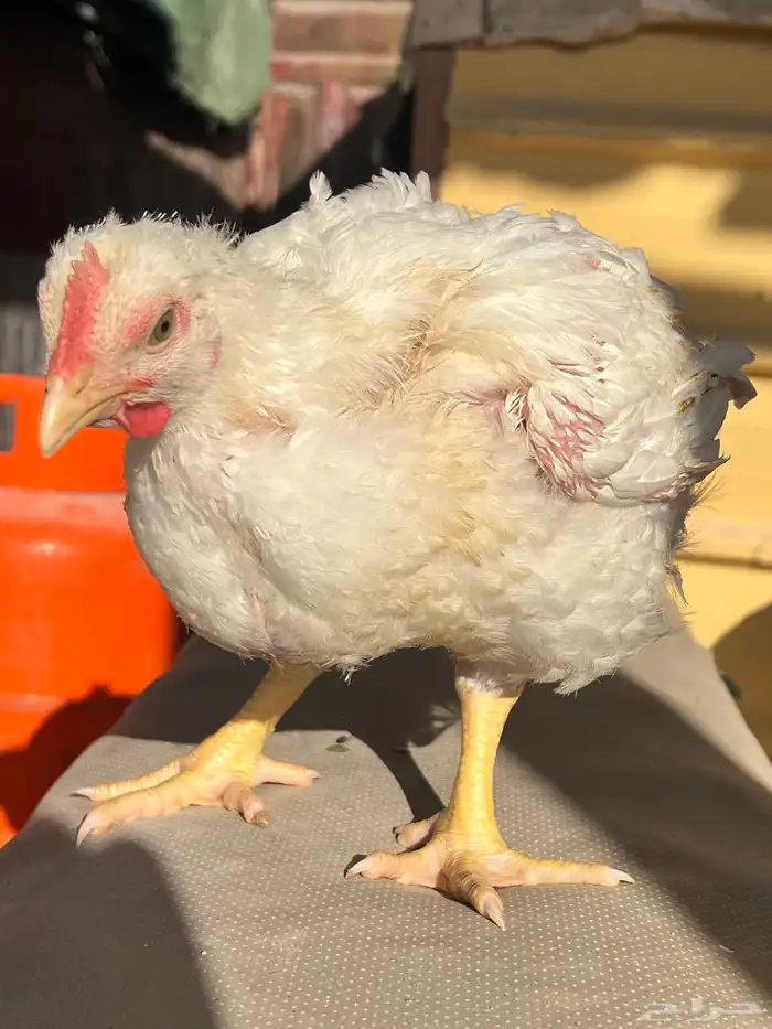 دجاج لاحم حجم وسعر جيد. 0