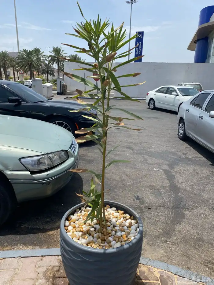 تنسيق الحدائق قص نجيله وتنسيق صناعي باقل من السوق 5