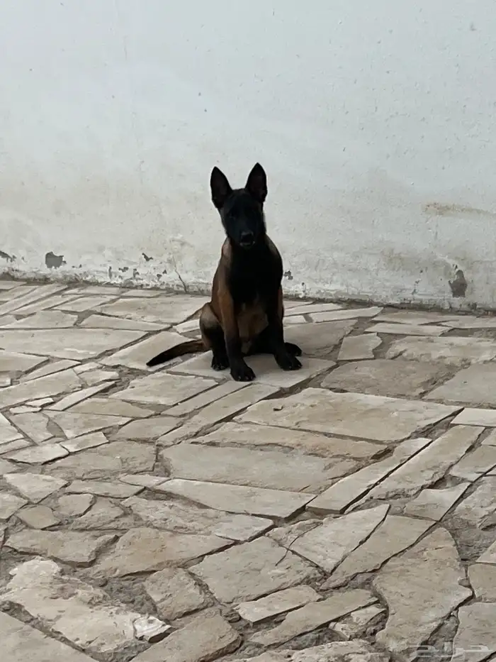 مالينو شربوني 2