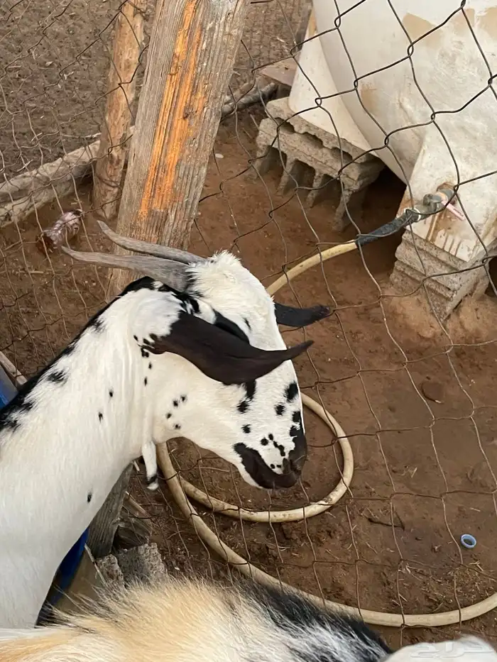 جفره بيشيه فاخره تم البيع 11