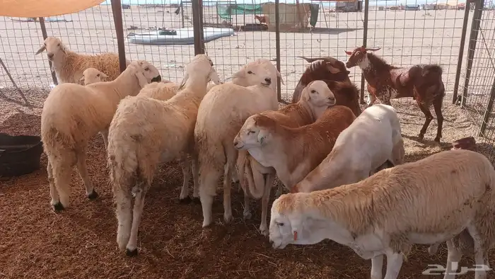 ذبيحتك لباب بيتك 30
