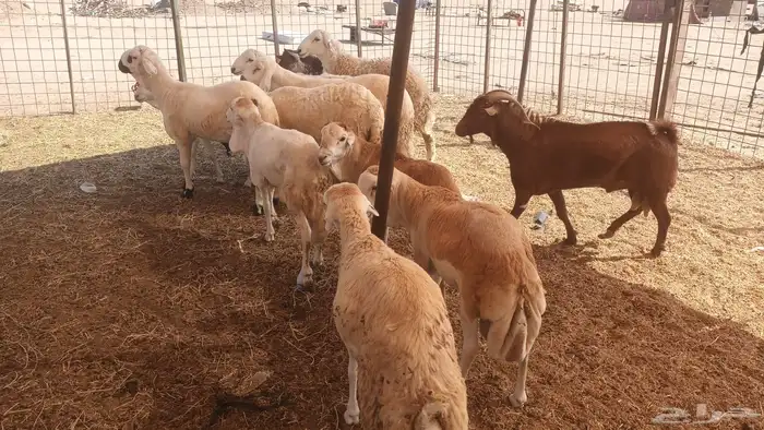 ذبيحتك لباب بيتك 29