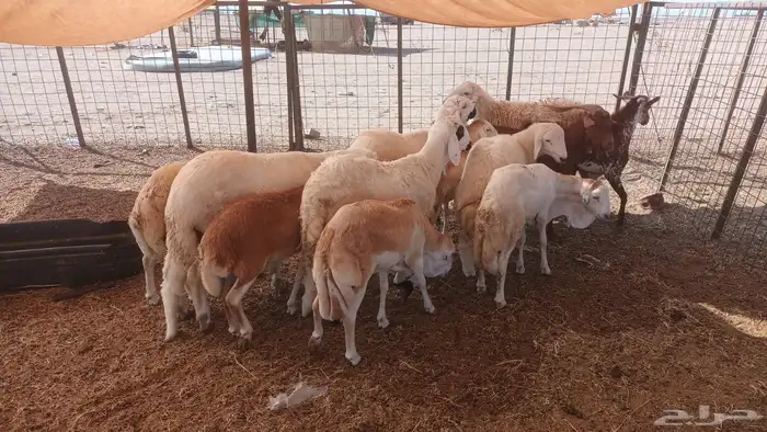 ذبيحتك لباب بيتك 27