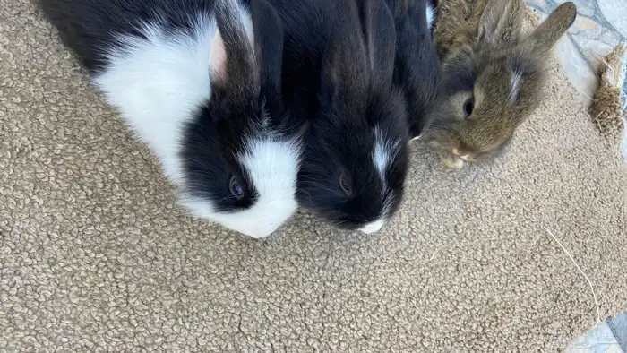 ارانب بابيون وايطالي (تم البيع) 7