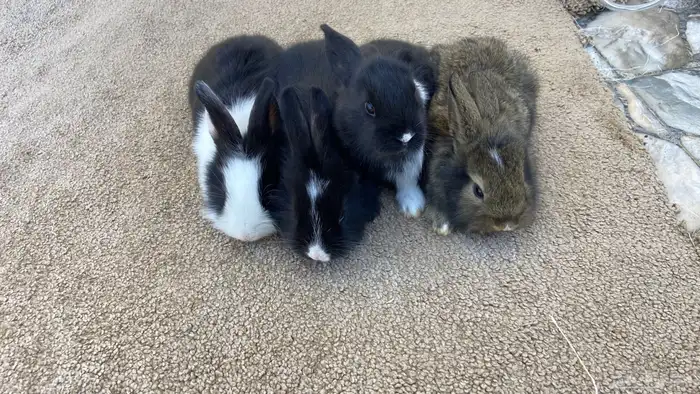 ارانب بابيون وايطالي (تم البيع) 4