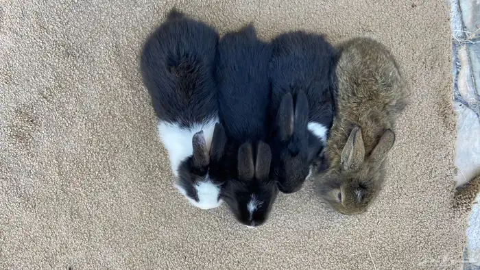 ارانب بابيون وايطالي (تم البيع) 6