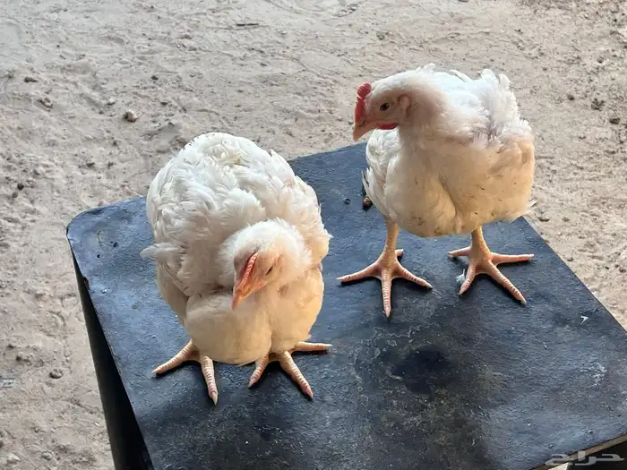 دجاج لاحم حجم وسعر جيد. 2