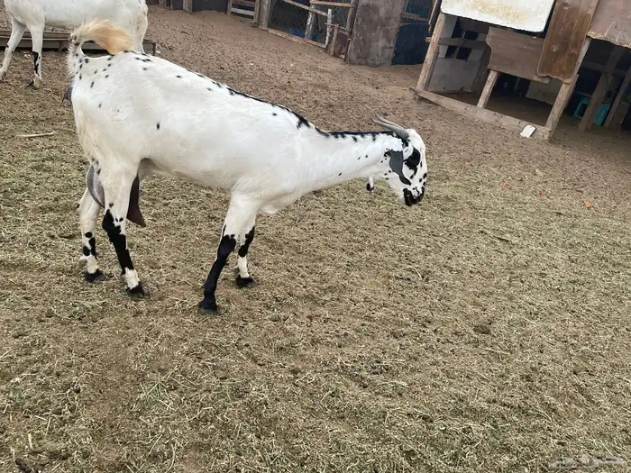 جفره بيشيه فاخره تم البيع 4