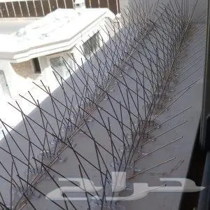 أشواك حمام بالمدينة 1
