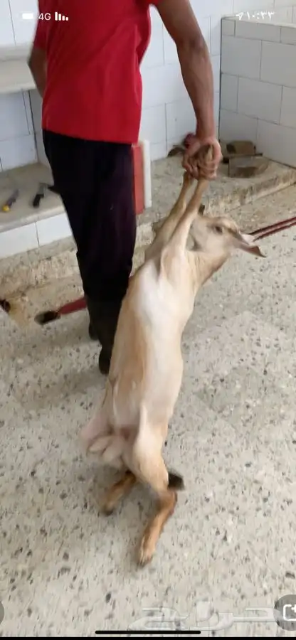 ذبايح مزرعة مرابي عسير 21