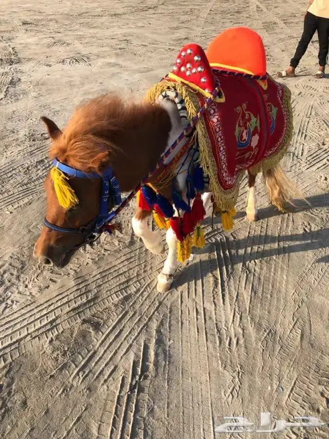 تاجير سيسي خيل للحفلات والمناسبات في الشرقية 7