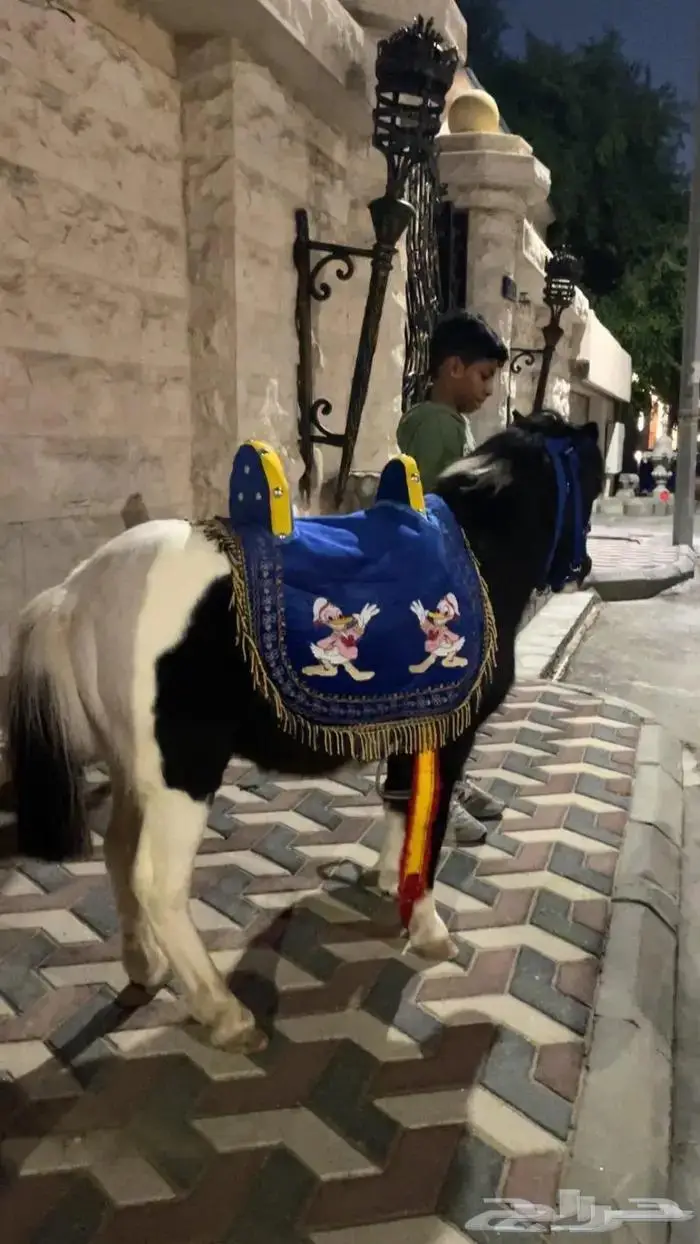 تاجير سيسي خيل للحفلات والمناسبات في الشرقية 6