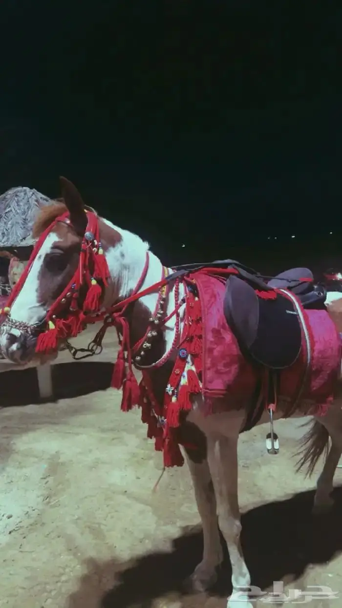 تاجير سيسي خيل للحفلات والمناسبات في الشرقية 0