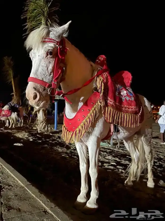 تاجير سيسي خيل للحفلات والمناسبات في الشرقية 2