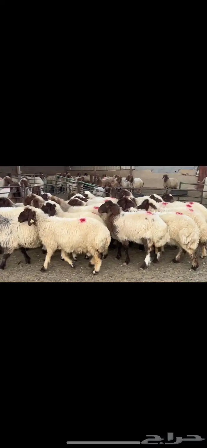 جذعات نعيم مضاريع 4