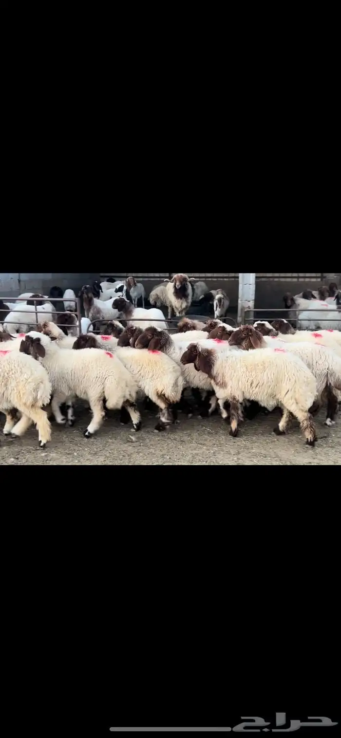 جذعات نعيم مضاريع 3