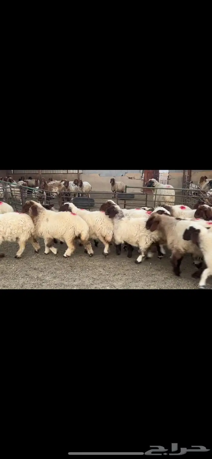 جذعات نعيم مضاريع 2