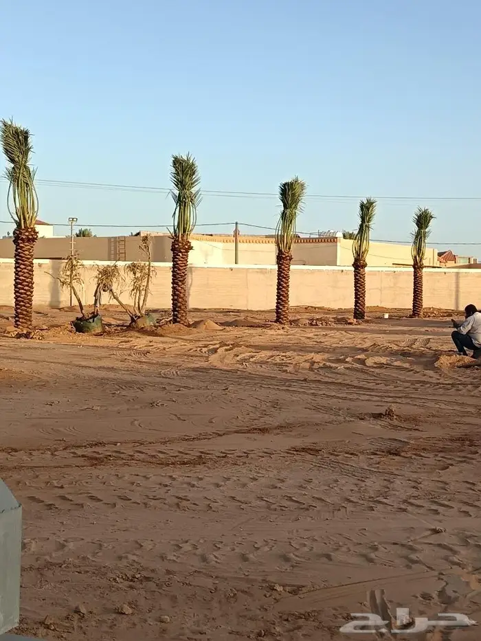 نخل للبيع مثمر الرياض رماح نخل بنبان نخيل الدرعيه نخل 0